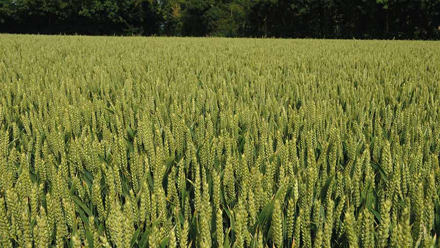 Mayflower wheat crop