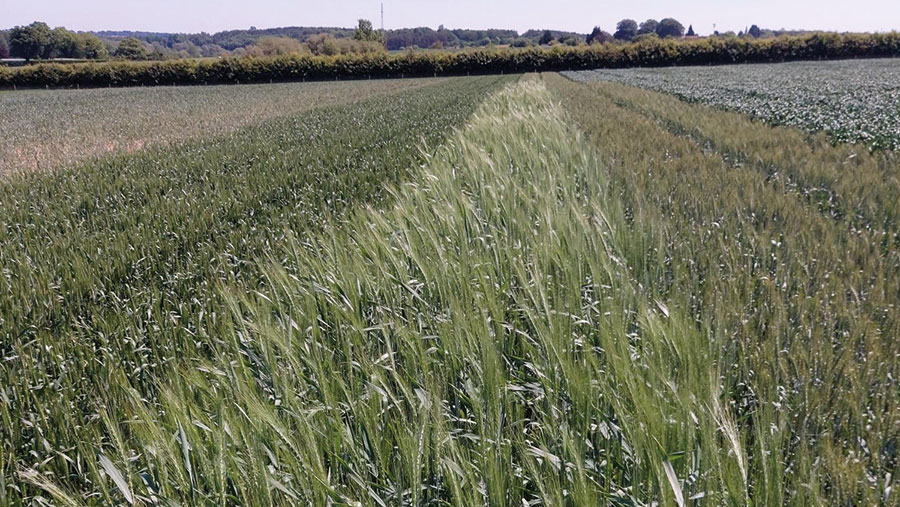 Slug-resistant wheat