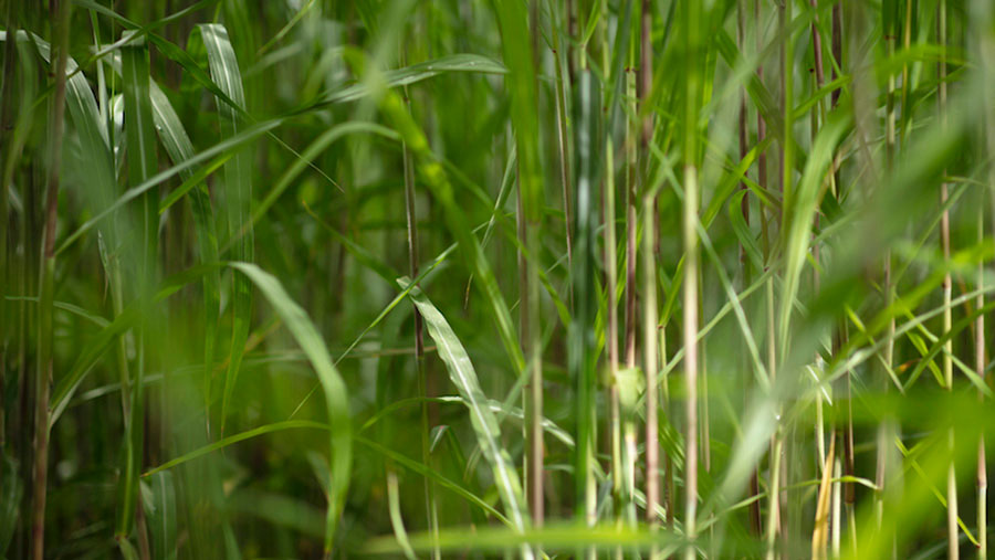 Miscanthus helps Wiltshire estate boost environmental credentials ...