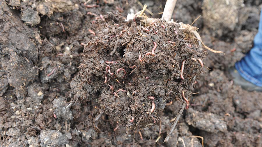 Vermicompost full of worms