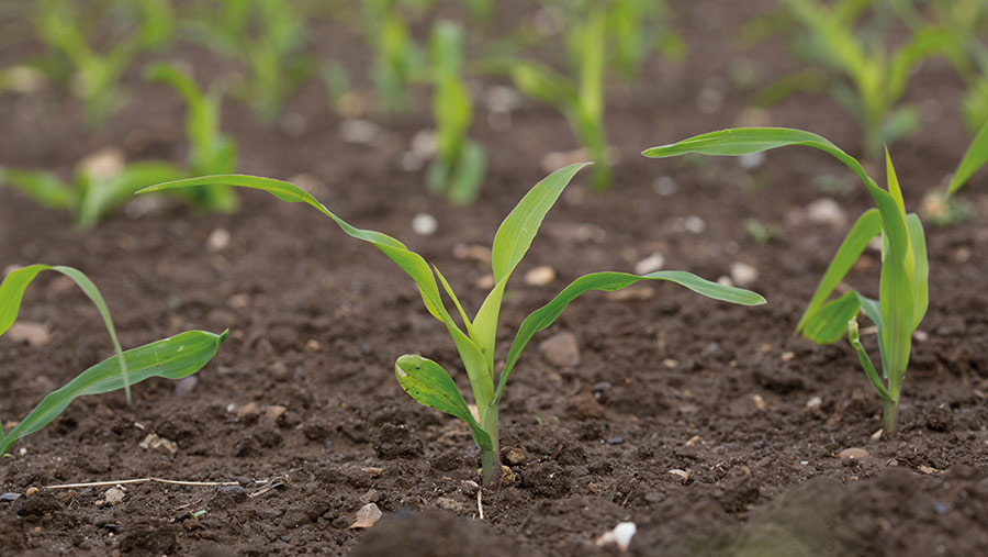 Young maize plants