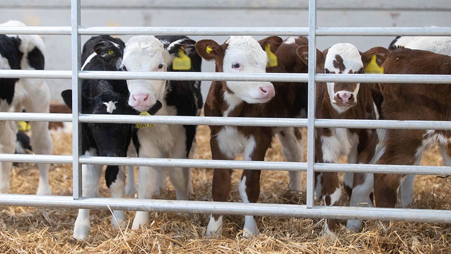 Calves penned in a shed