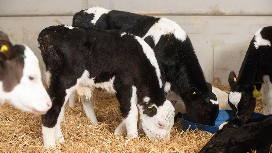 Dairy calves feeding