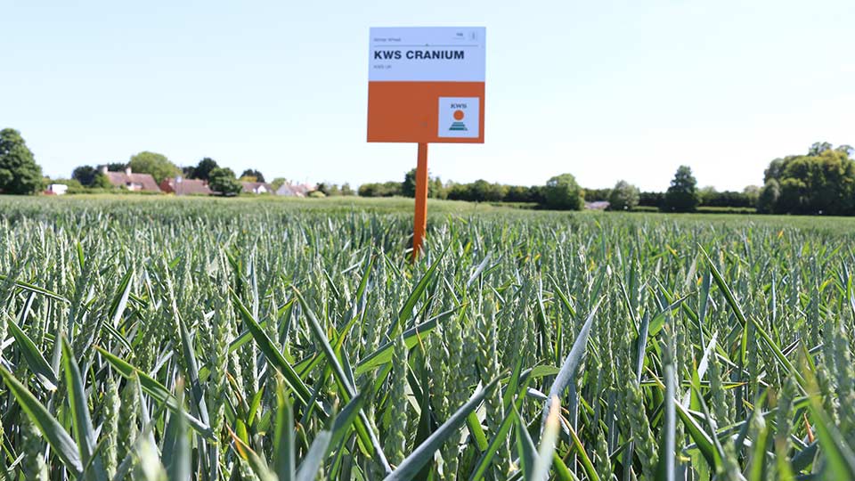 KWS sign in field
