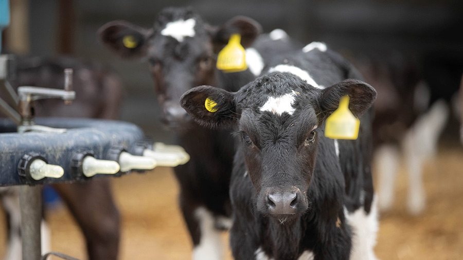 A guide to effectively cleaning calf stalls