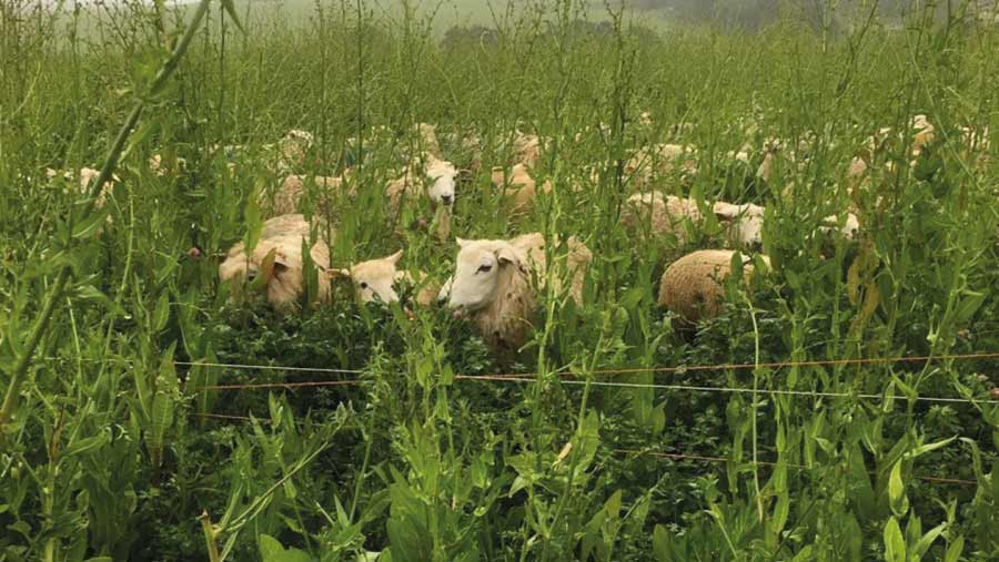 Sheep almost hidden in tall herbal ley