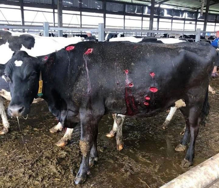 A diseased dairy cow