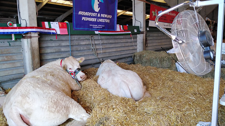 British Blonde cow Brownhill Netta (left) takes a rest in front of a fan © Philip Case
