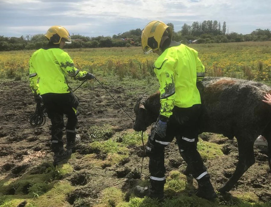 Rescue workers walk with calf