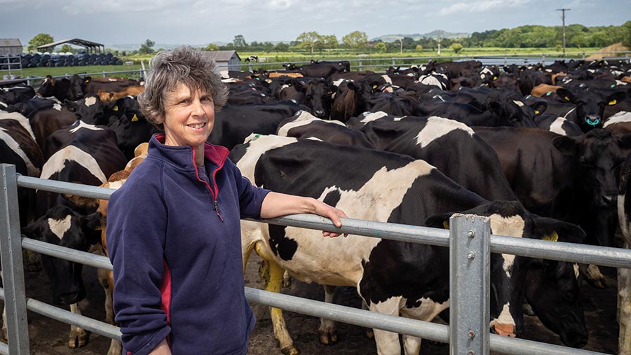 Farmer with dairy cows