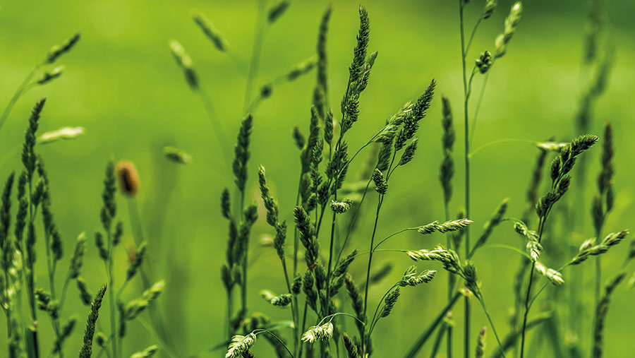 Legumes and herbs, cocksfoot (pictured) and timothy are still growing © AdobeStock/Terence