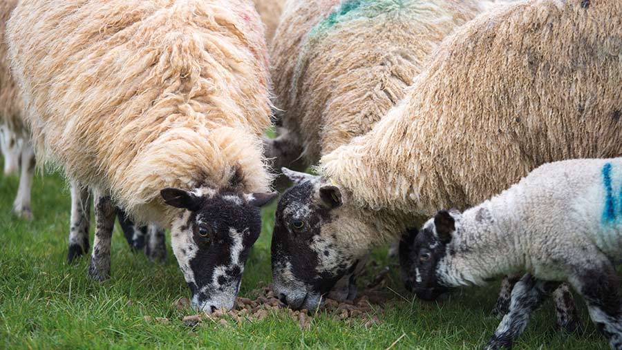 Tips for feeding and managing ewes for lambing success