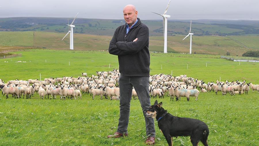 John Yeomans at the trial site with Beulah flock