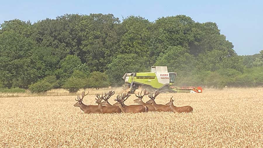 Red deer in field with combine