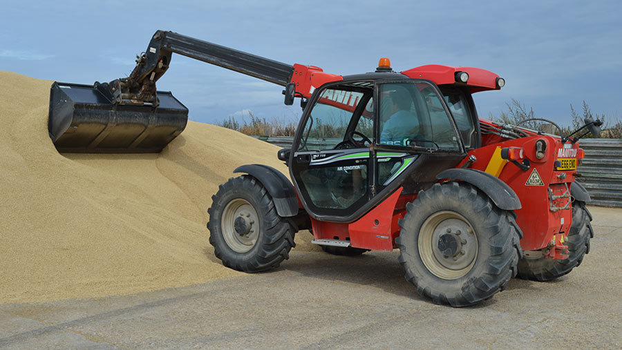 Piling grain in heap with tractor