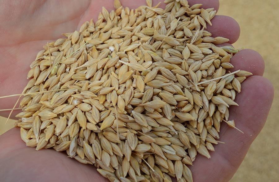 Planet spring barley sample