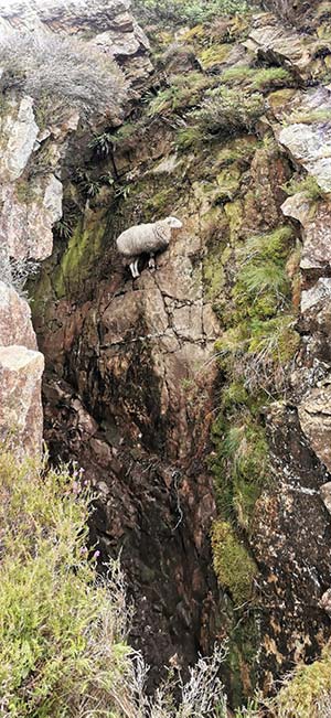 Ewe perched on a steep cliff