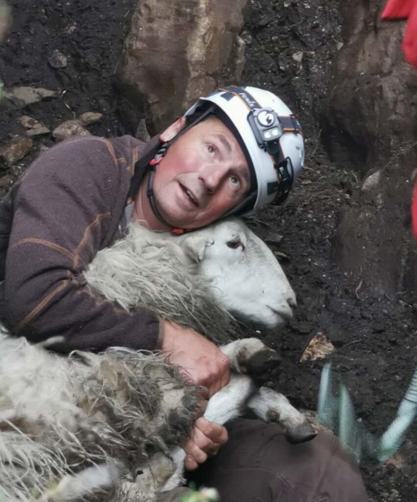 Rescuer holding the ewe in a tight grip