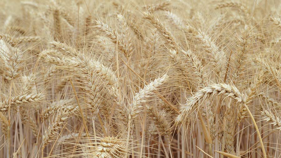 Skyfall wheat