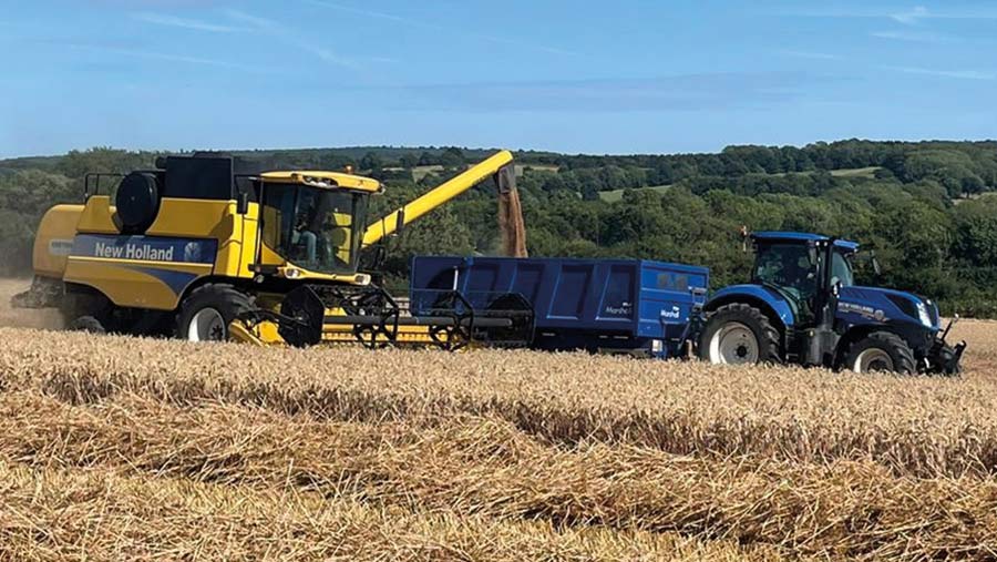 Harvesting Zyatt wheat