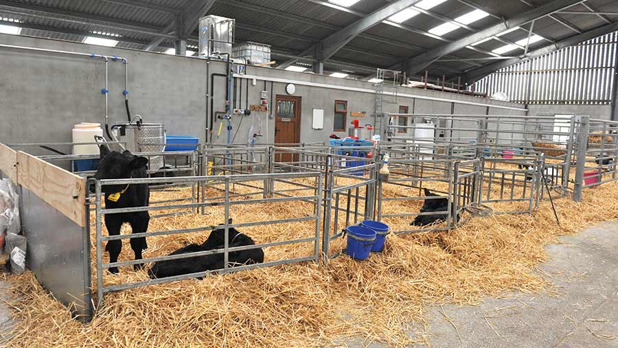 Individual calf pen