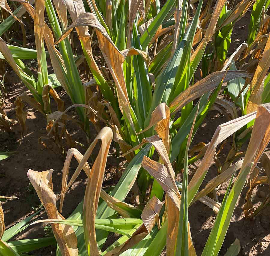 Drought-stressed maize