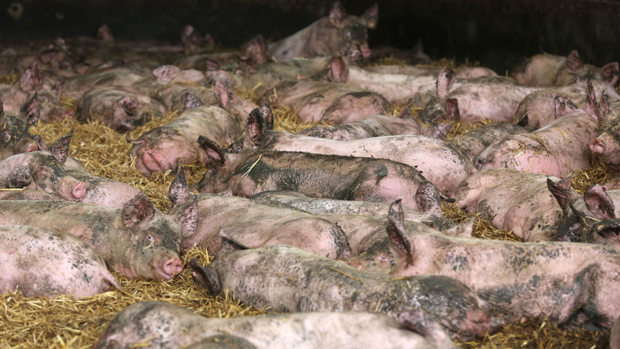 Pig price rise slows with producers at massive losses - Vimarsana News