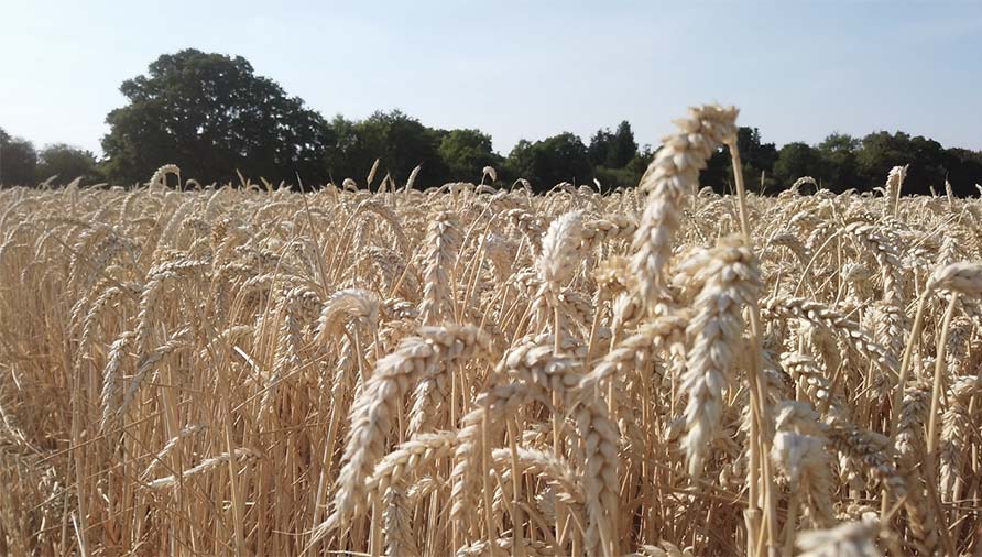 Rookery Farms wheat crop 