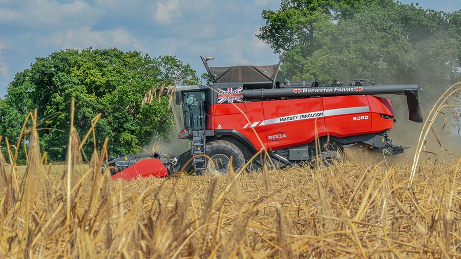 Massey Ferguson harvesting barley