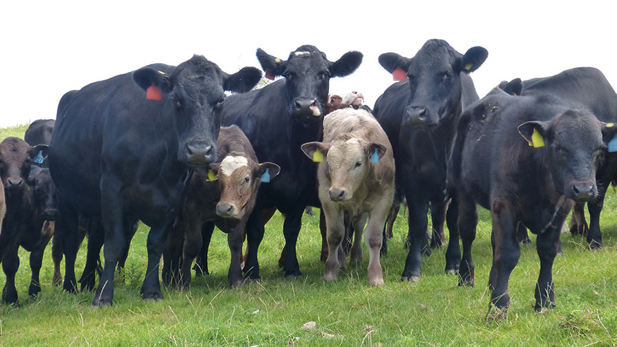 Cows are mainly an Angus and Simmental cross © MAG/Michael Priestley