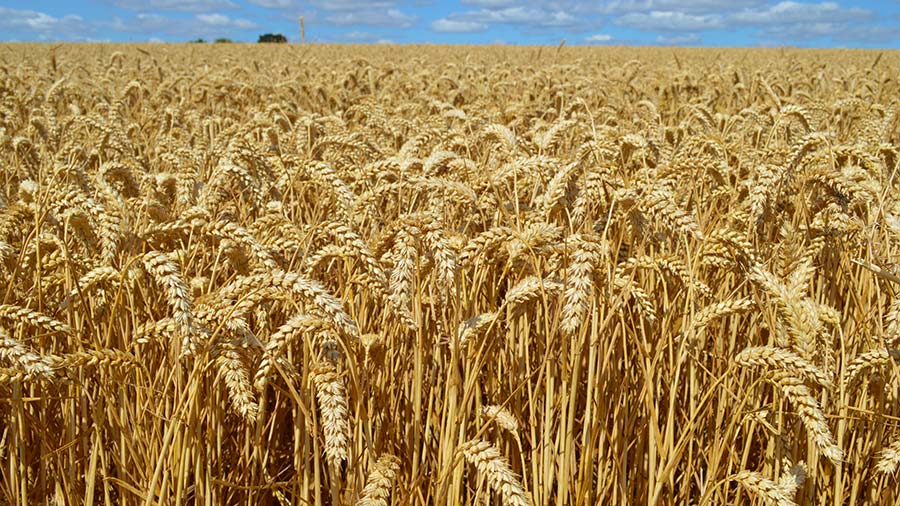 Crusoe milling wheat in field