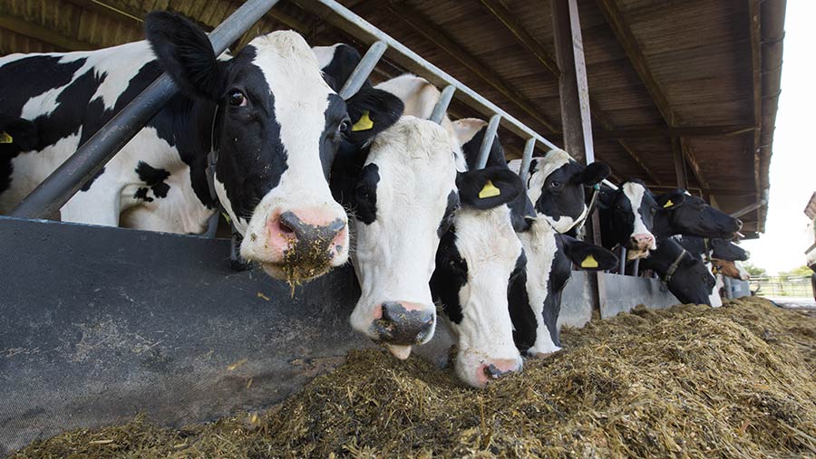 Straw Diets for Suckler Cows - check your ration!, Helping farmers in  Scotland