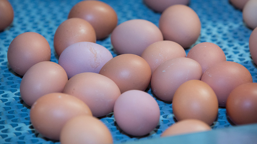 The egg sector has been among the worst affected by energy price rises © Tim Scrivener
