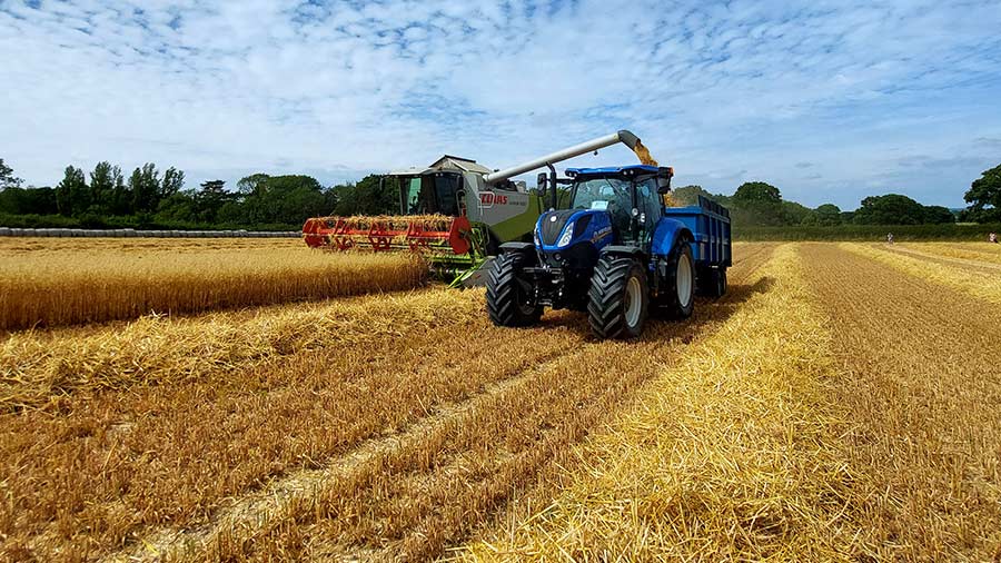 Winter oats harvest