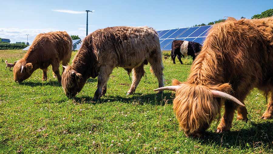 The government wants to give tenant farmers more diversification opportunities © Harry/Adobe Stock