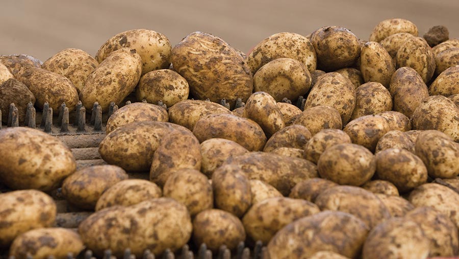 Farmers warn of potato and veg shortages later this year Farmers Weekly