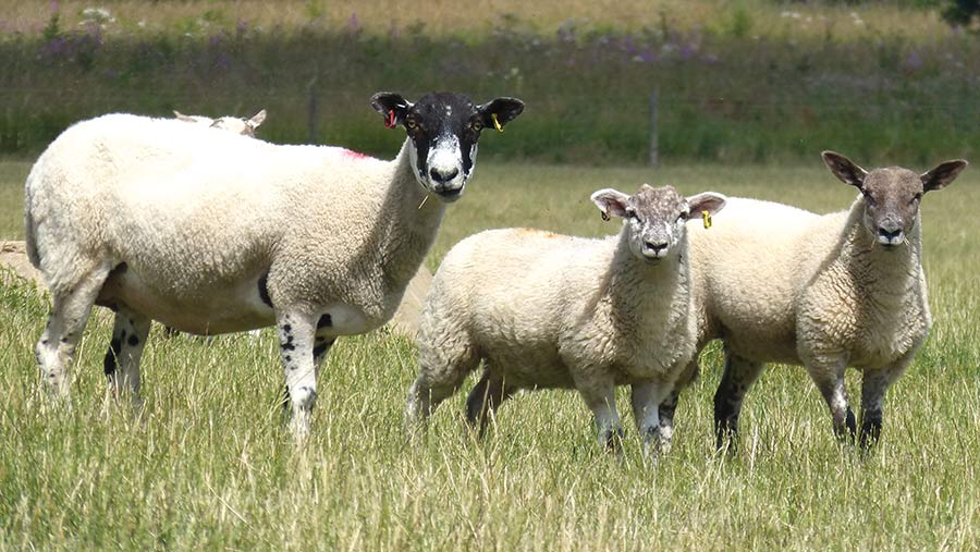 Mule sheep with two lambs