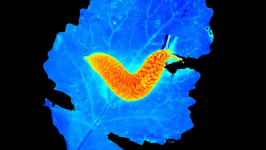 Phenotyping slug