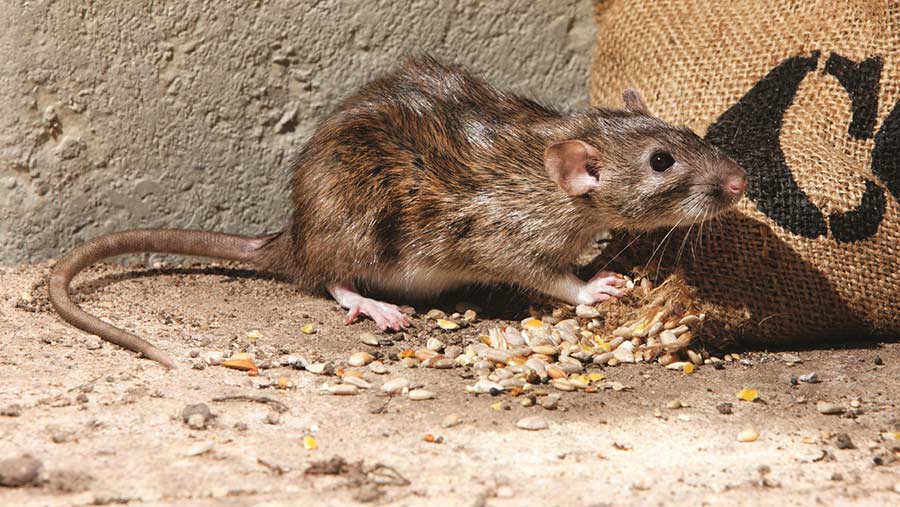Rodenticide misuse accounting for rise of 'super rats' - Farmers Weekly