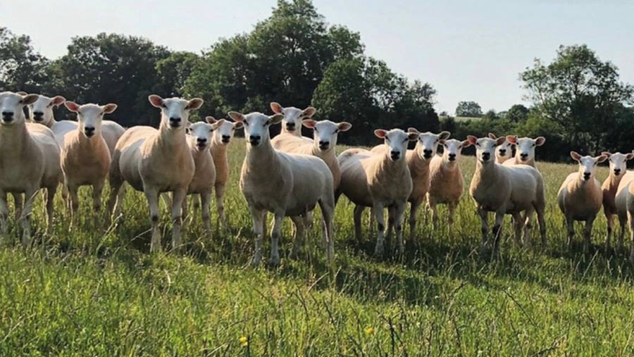 Sheep farmer and Love Lamb Week supporter Amy Matravers' Lleyn flock © Amy Matravers