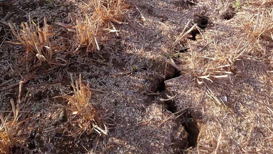 Close-up of dry ground with a zig-zag crack