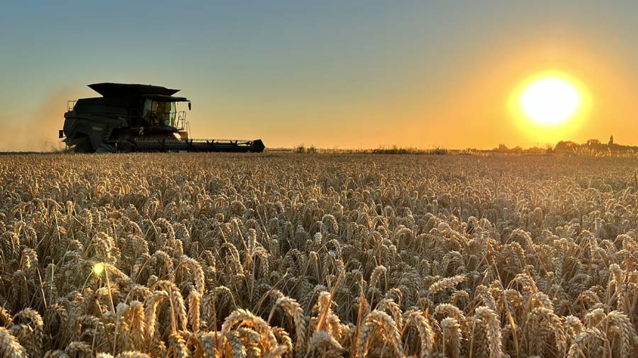 Wheat harvest with low bright sun