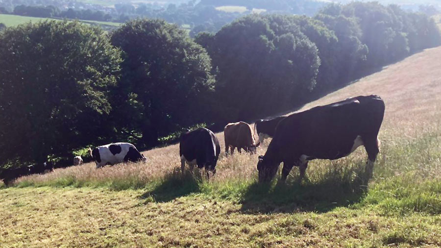 The Cheriton's herd on standing hay