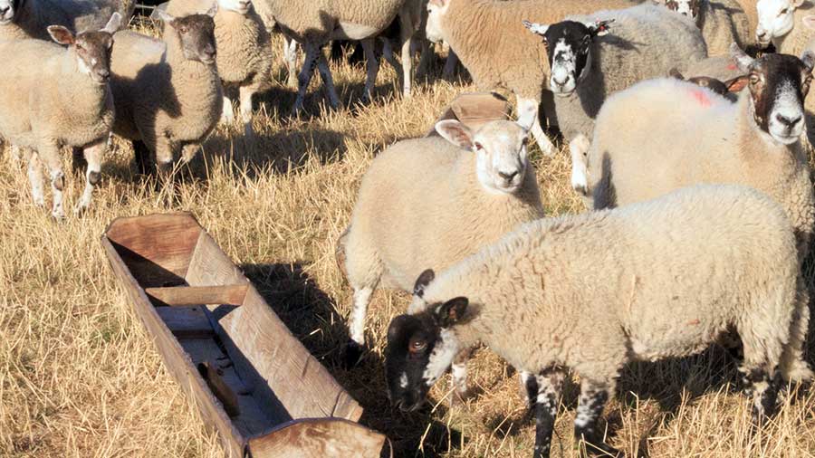 Farmers Weekly Podcast Ep 119: Impact of drought in England on livestock and arable farmers - Vimarsana News
