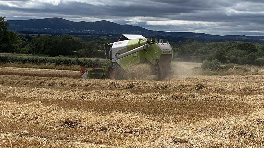 wheat harvest