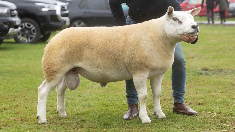 The Wights of Midlock sold a Texel shearling for £52,000 © Tim Scrivener