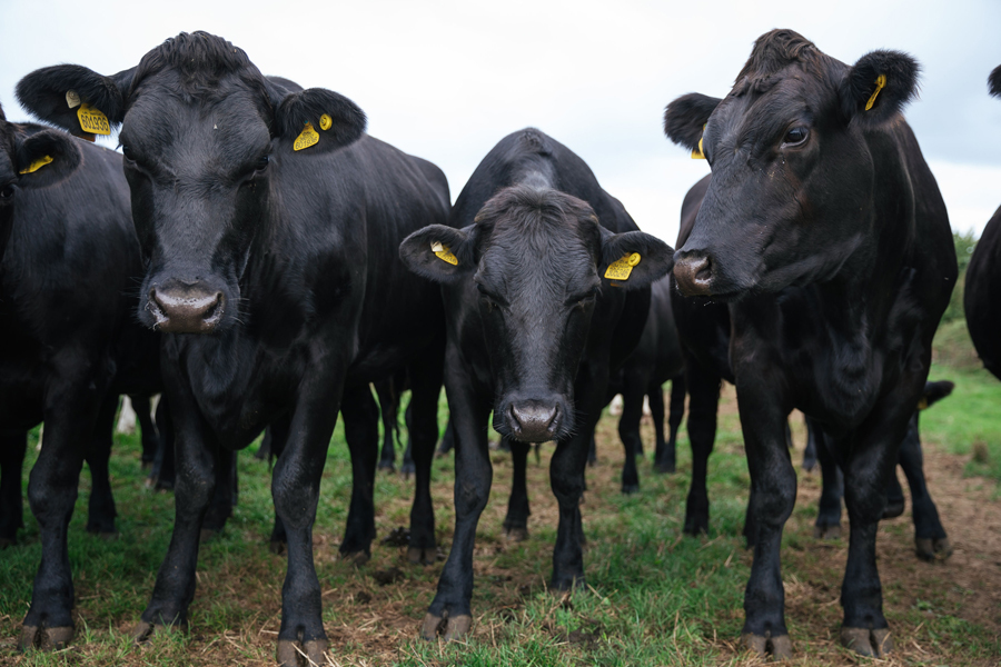 Gamechanger, creating a secure and sustainable beef industry - Farmers ...