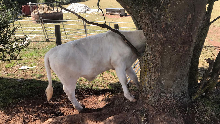 calf stuck in tree