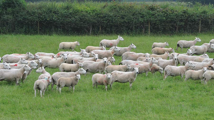 Aberfield and Welsh ewes at Glanmynys © Debbie James