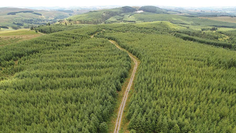 Several forests and tree business for sale in Scotland and Wales